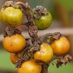 byrsonima_crassifolia-fruto-mePGw22pE4hw69Ml-scaled