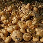 images-1-AwvPbDrg47SyjaWW